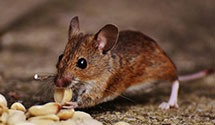 24 Hour & Emergency Exterminators in Frederick, OK